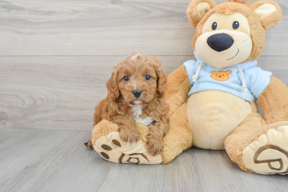 Sweet Cavapoo Baby