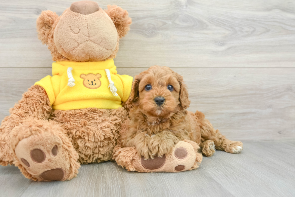 Petite Cavapoo Poodle Mix Pup