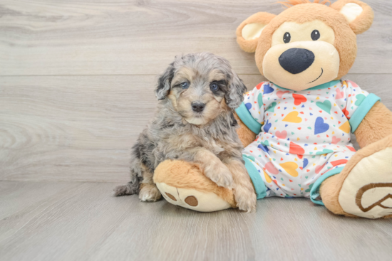 Funny Cavapoo Poodle Mix Pup