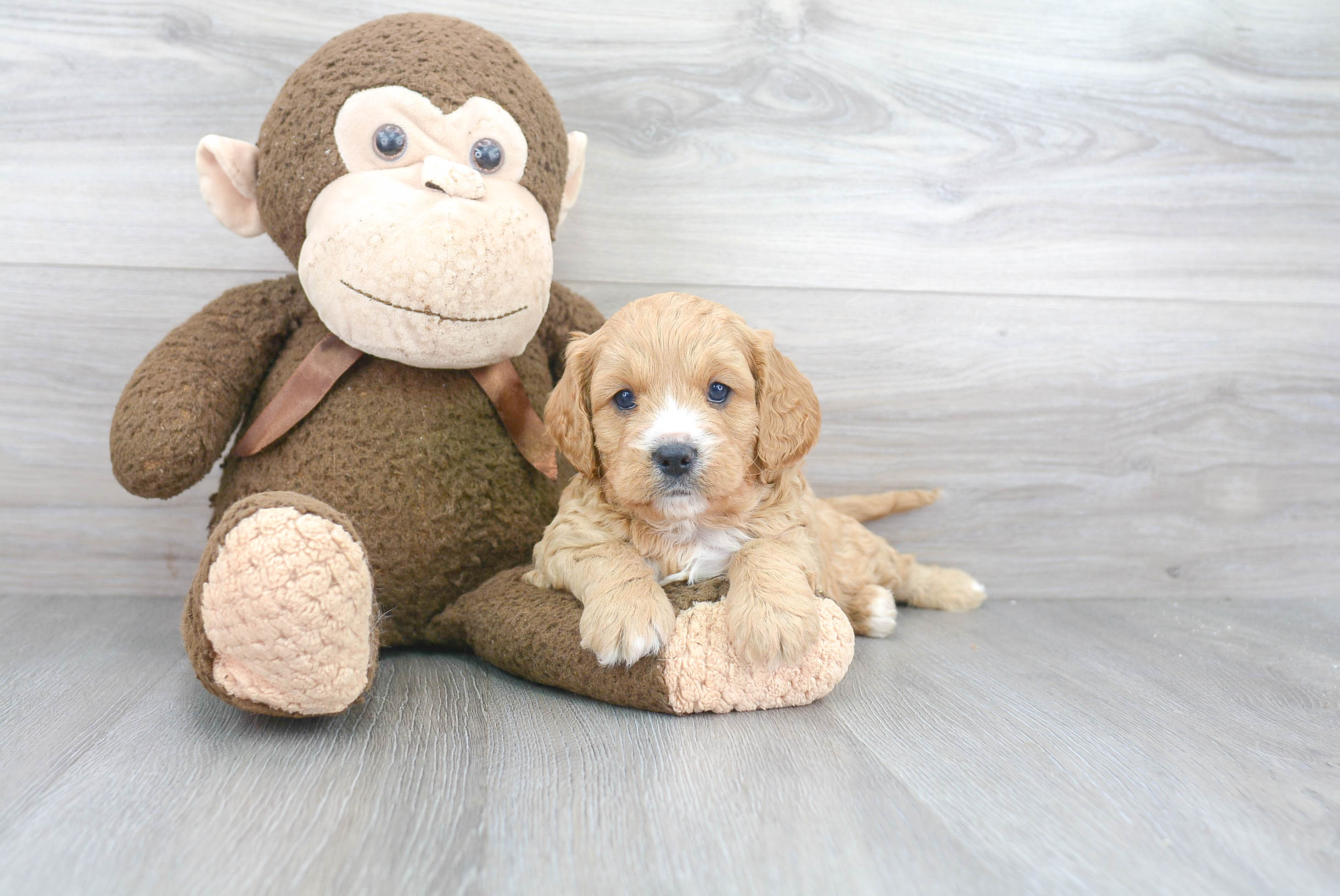 Cavapoo Puppy for Adoption
