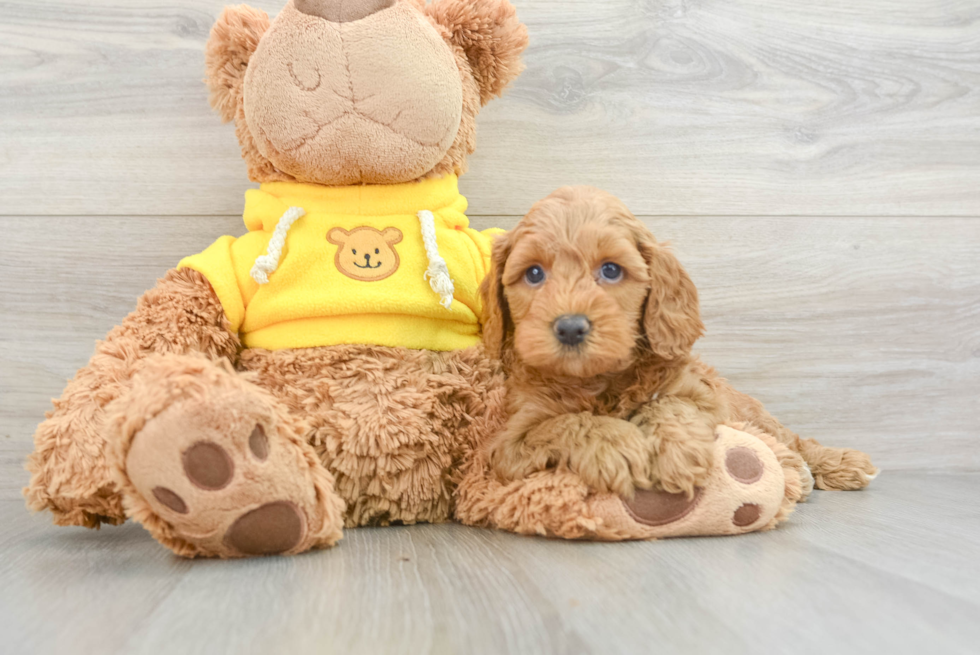 Hypoallergenic Cavadoodle Poodle Mix Puppy