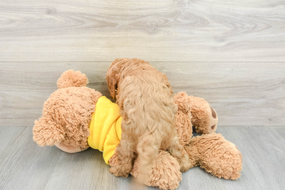 Smart Cavapoo Poodle Mix Pup