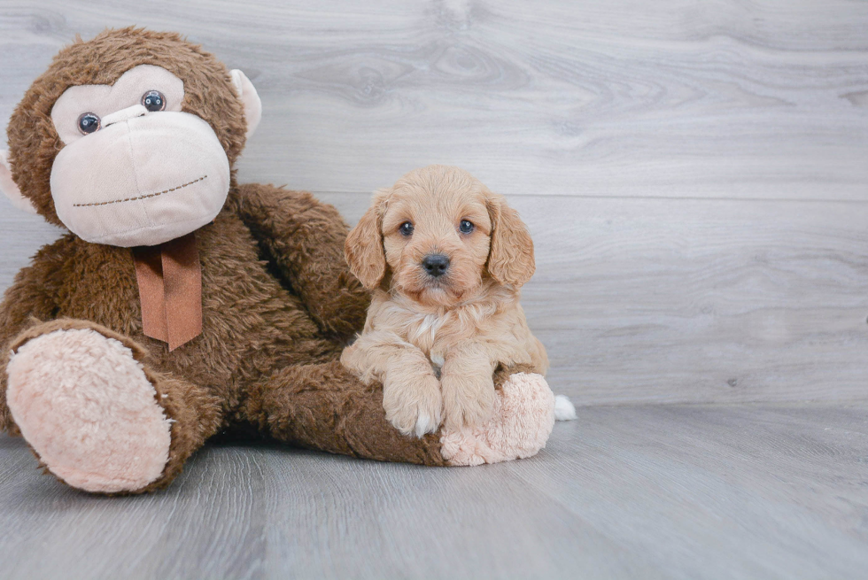 Energetic Cavoodle Poodle Mix Puppy
