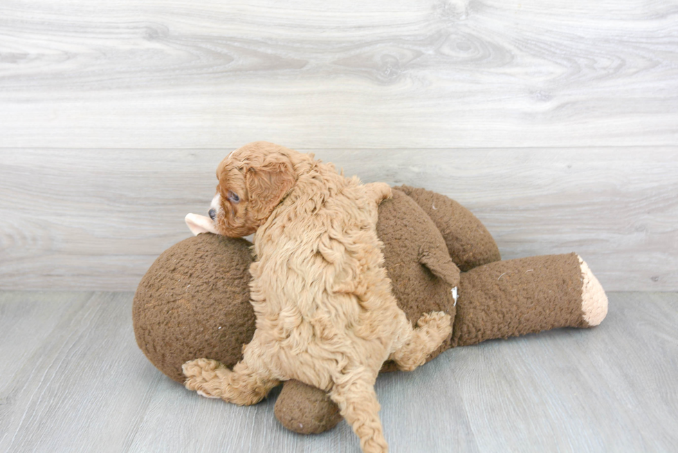 Cavapoo Puppy for Adoption