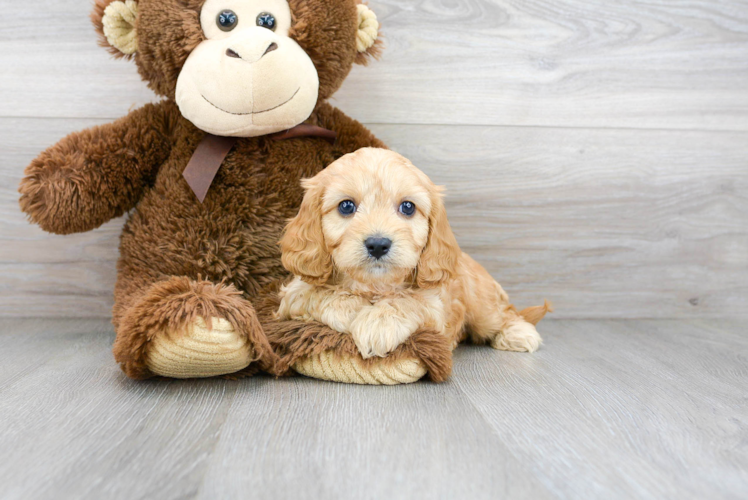 Sweet Cavapoo Baby