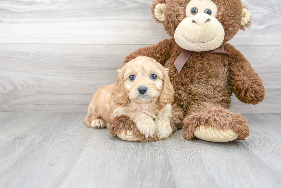 Cavapoo Pup Being Cute