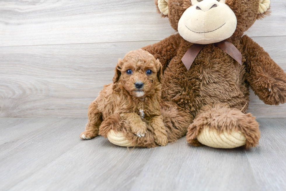 Cavapoo Puppy for Adoption