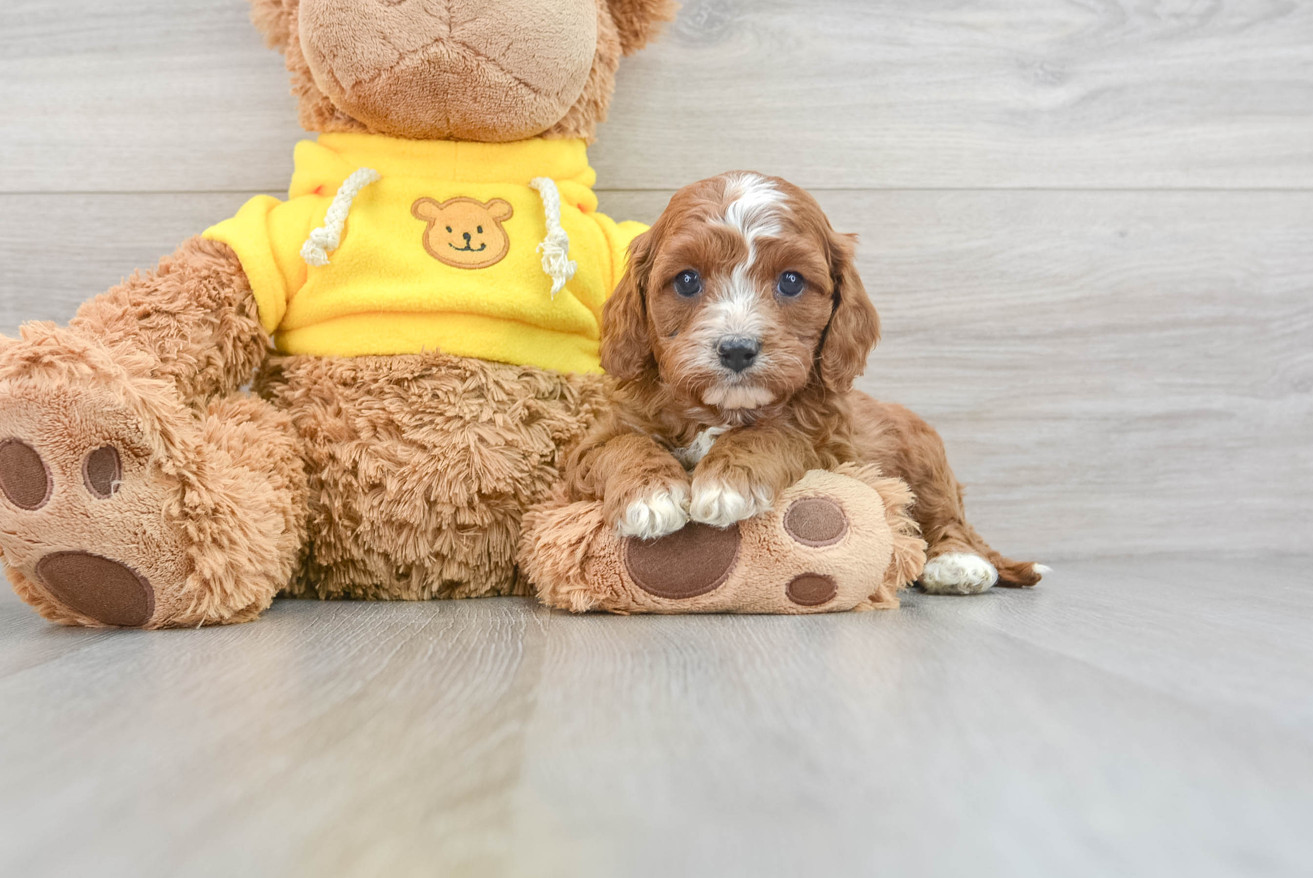 Cavapoo Puppy for Adoption