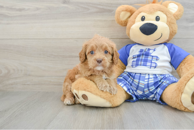 Best Cavapoo Baby