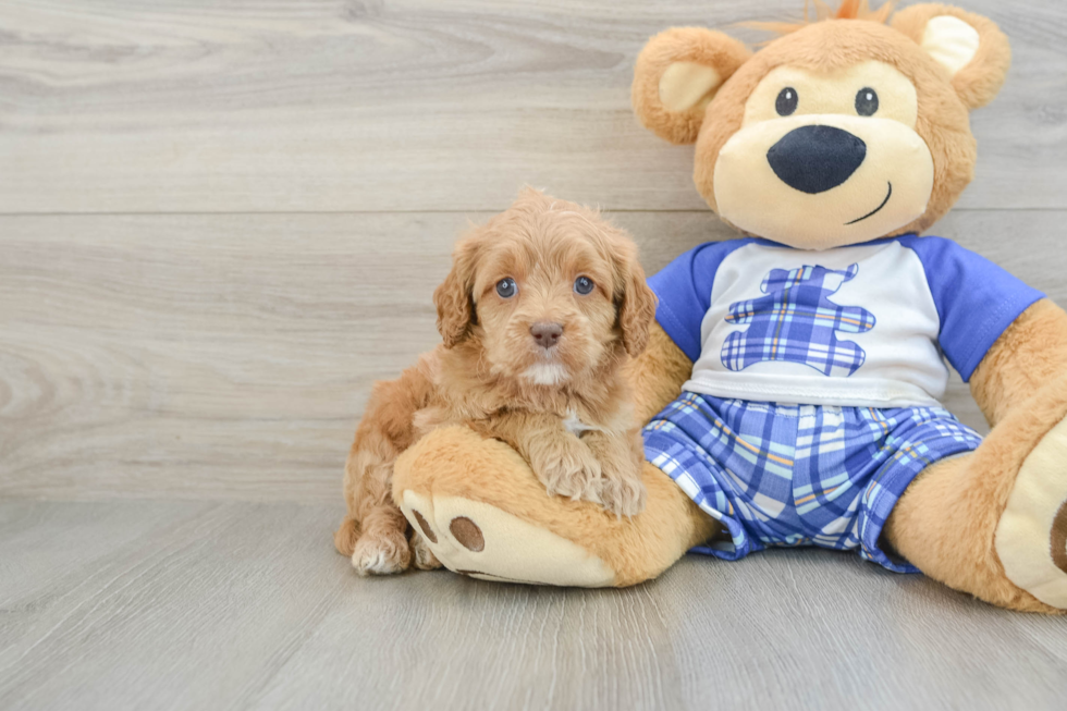 Best Cavapoo Baby