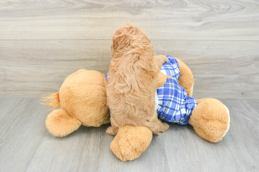 Popular Cavapoo Poodle Mix Pup