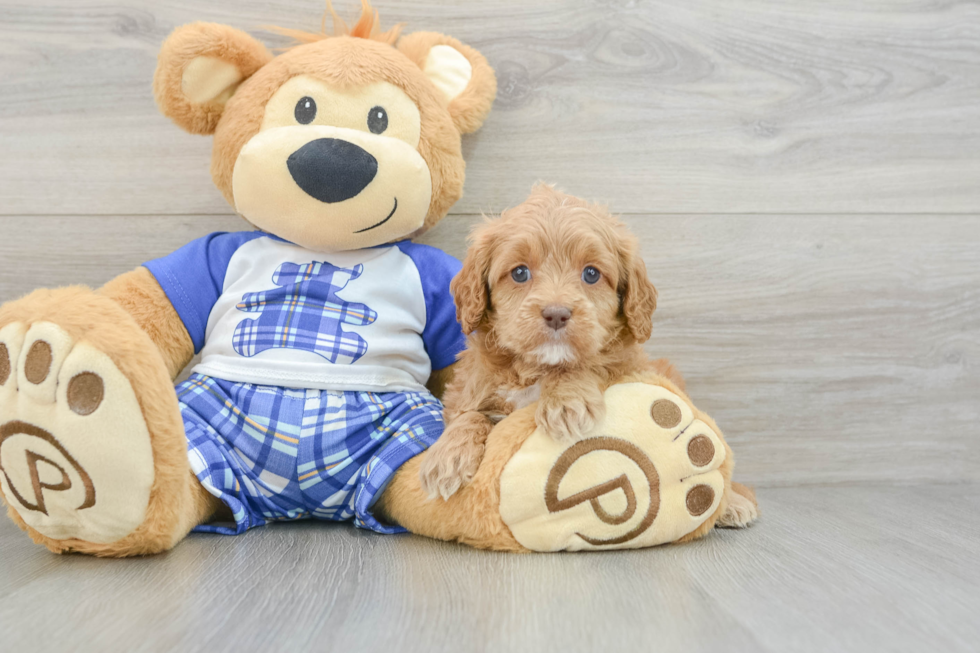 Fluffy Cavapoo Poodle Mix Pup