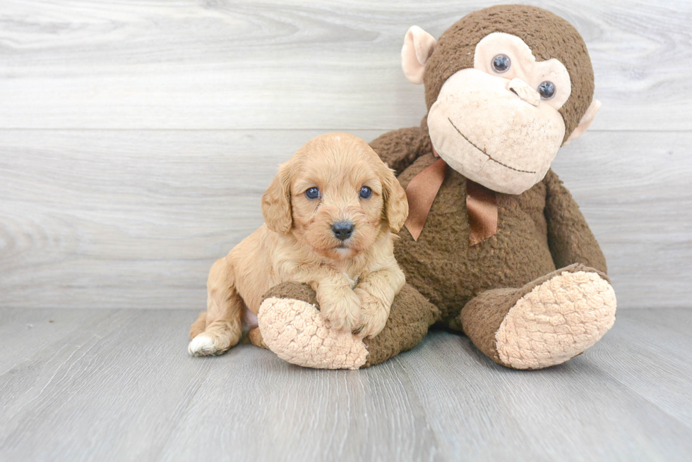 Adorable Cavoodle Poodle Mix Puppy