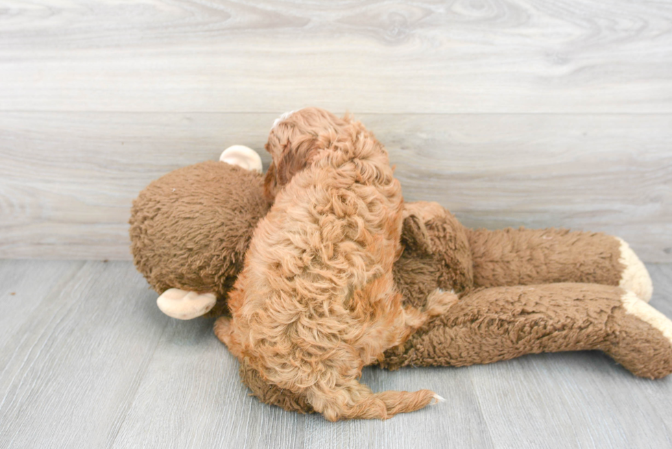 Cavapoo Puppy for Adoption