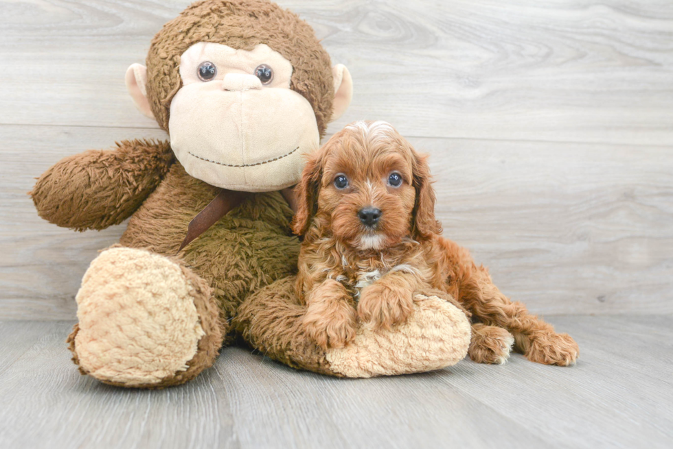 Cavapoo Puppy for Adoption