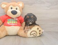 7 week old Cavapoo Puppy For Sale - Premier Pups