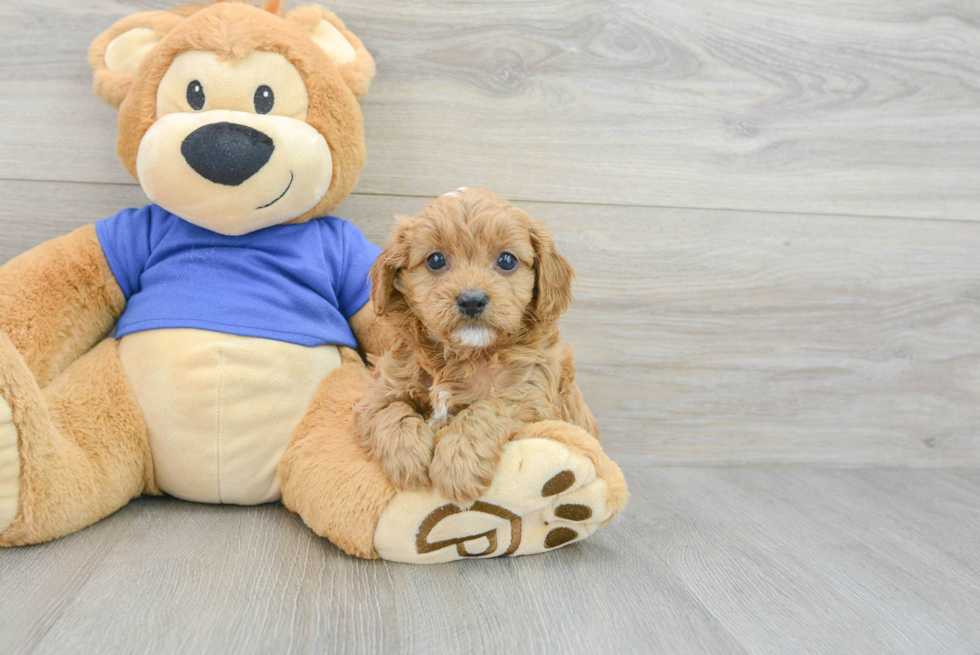 Small Cavapoo Baby