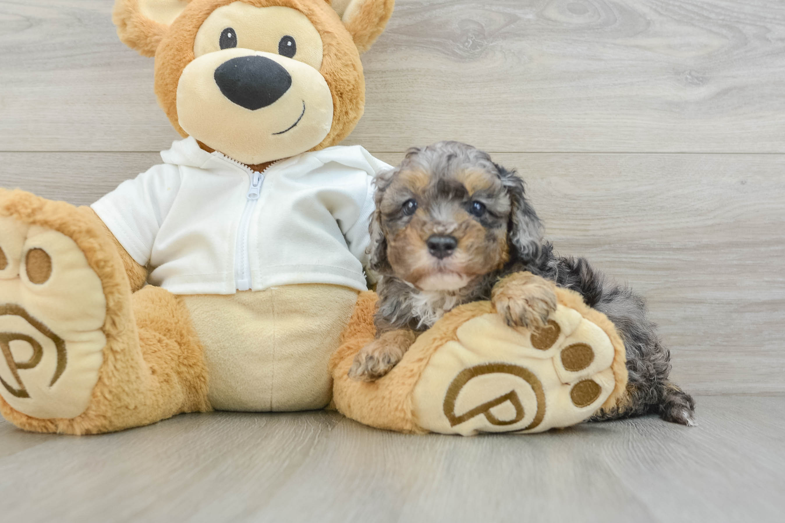 Best Cavapoo Baby