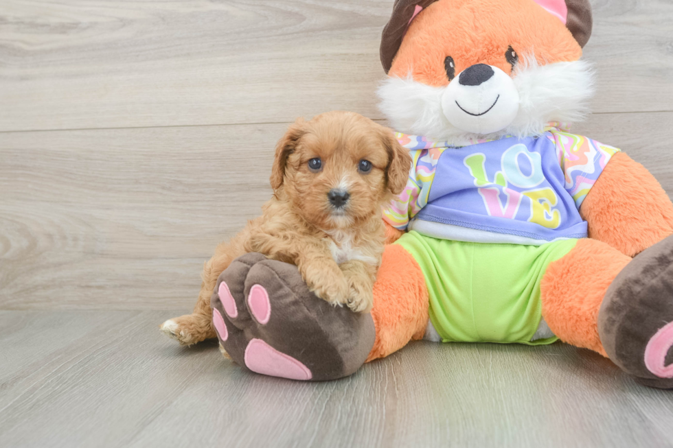 Adorable Cavalier King Charles Spaniel and Poodle Mix Poodle Mix Puppy