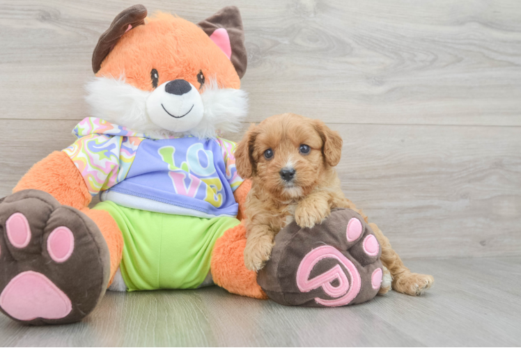 Cute Cavapoo Baby