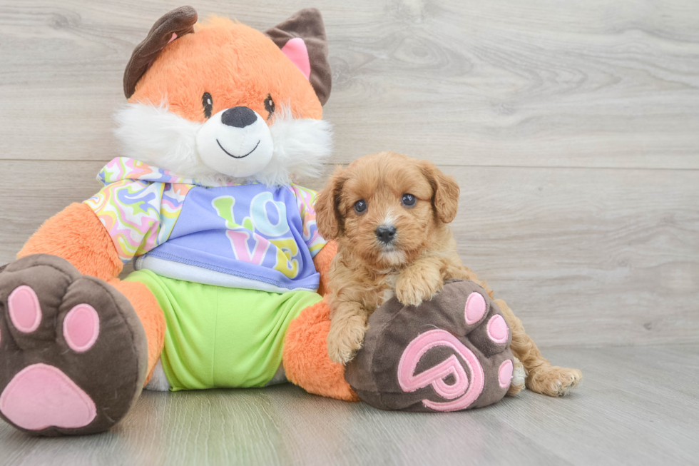 Cute Cavapoo Baby