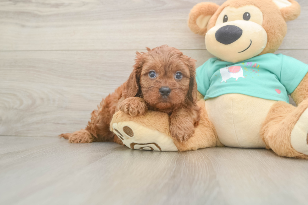 Happy Cavapoo Baby