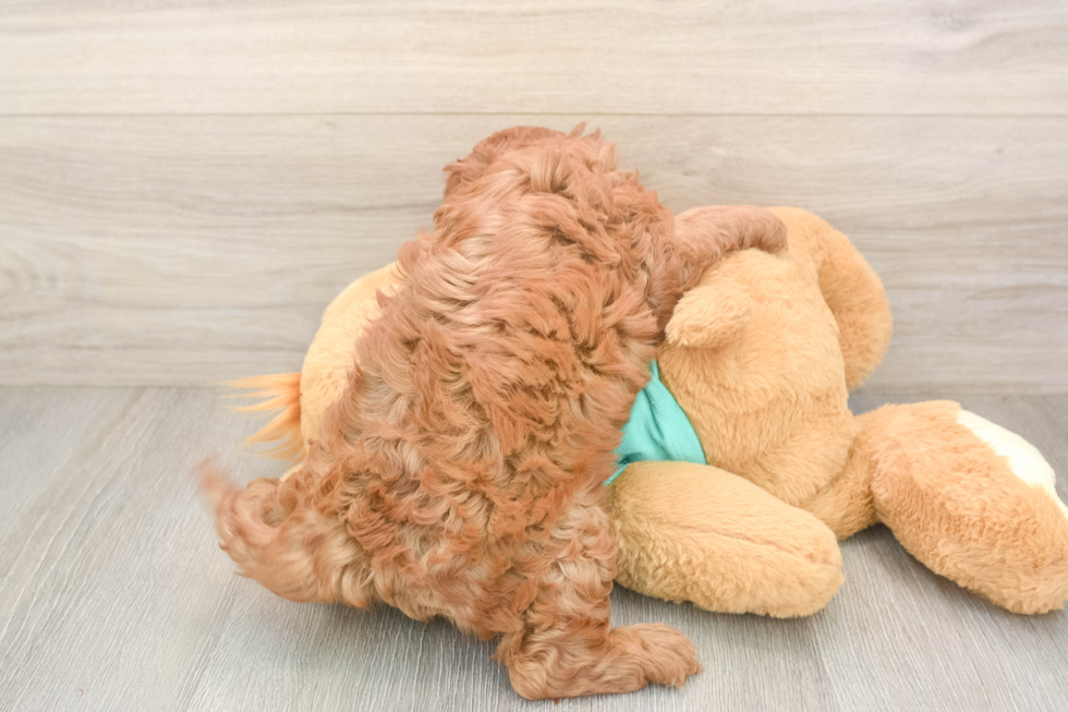 Cavapoo Puppy for Adoption