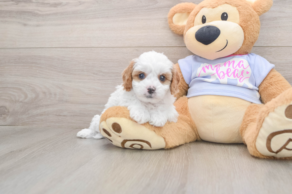 Petite Cavapoo Poodle Mix Pup