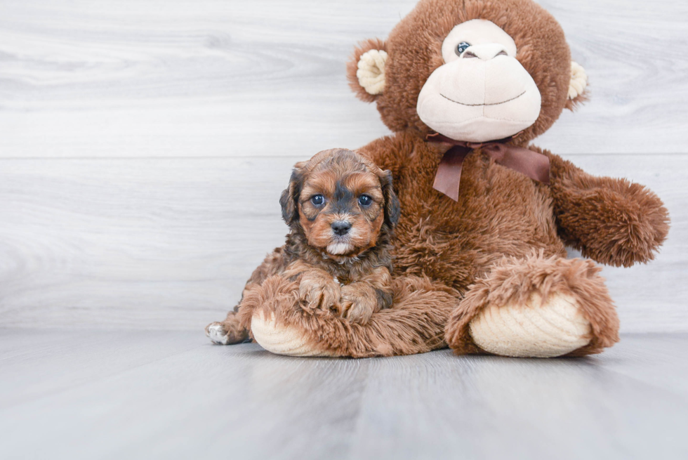 Best Cavapoo Baby