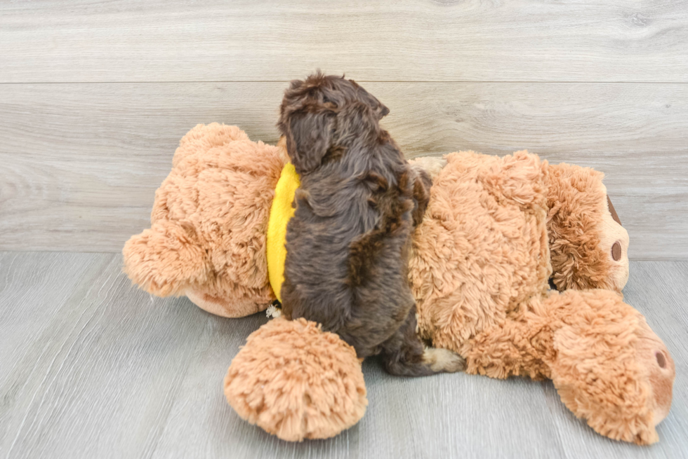 Cavapoo Puppy for Adoption