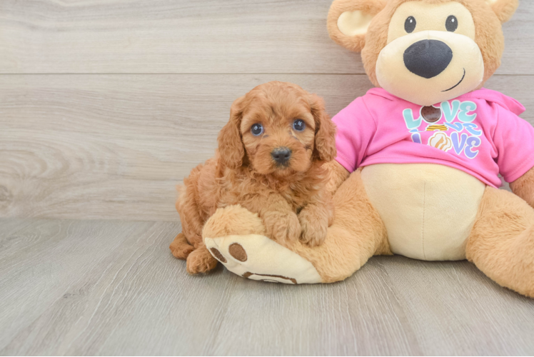 Cute Cavapoo Baby