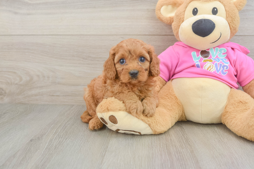 Cute Cavapoo Baby
