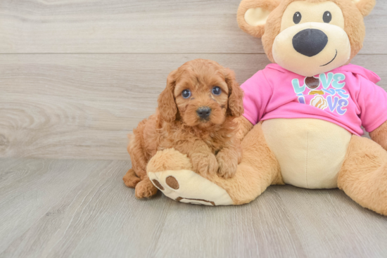 Cute Cavapoo Baby