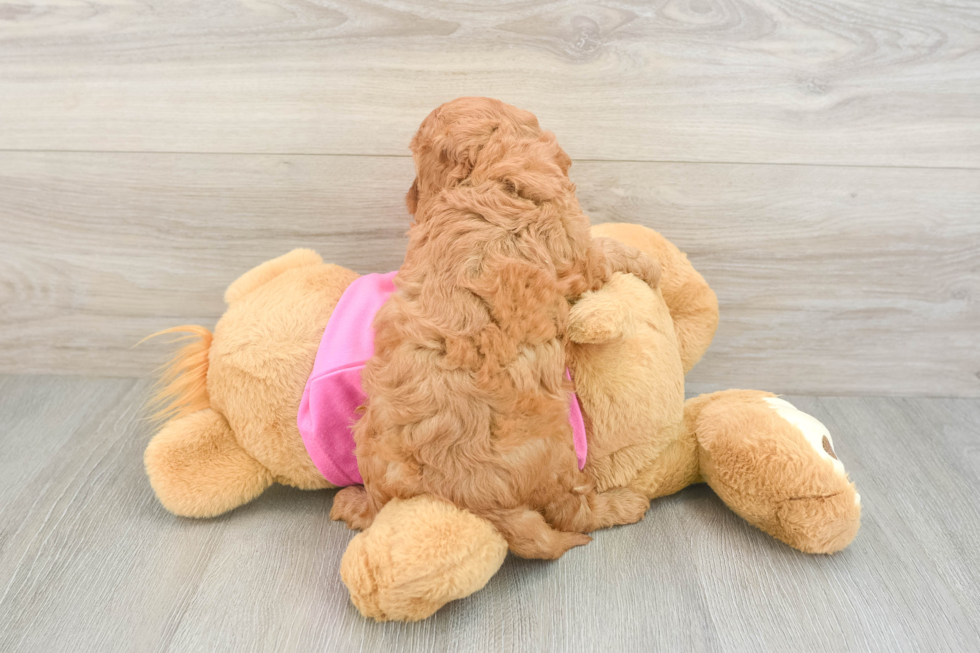 Petite Cavapoo Poodle Mix Pup