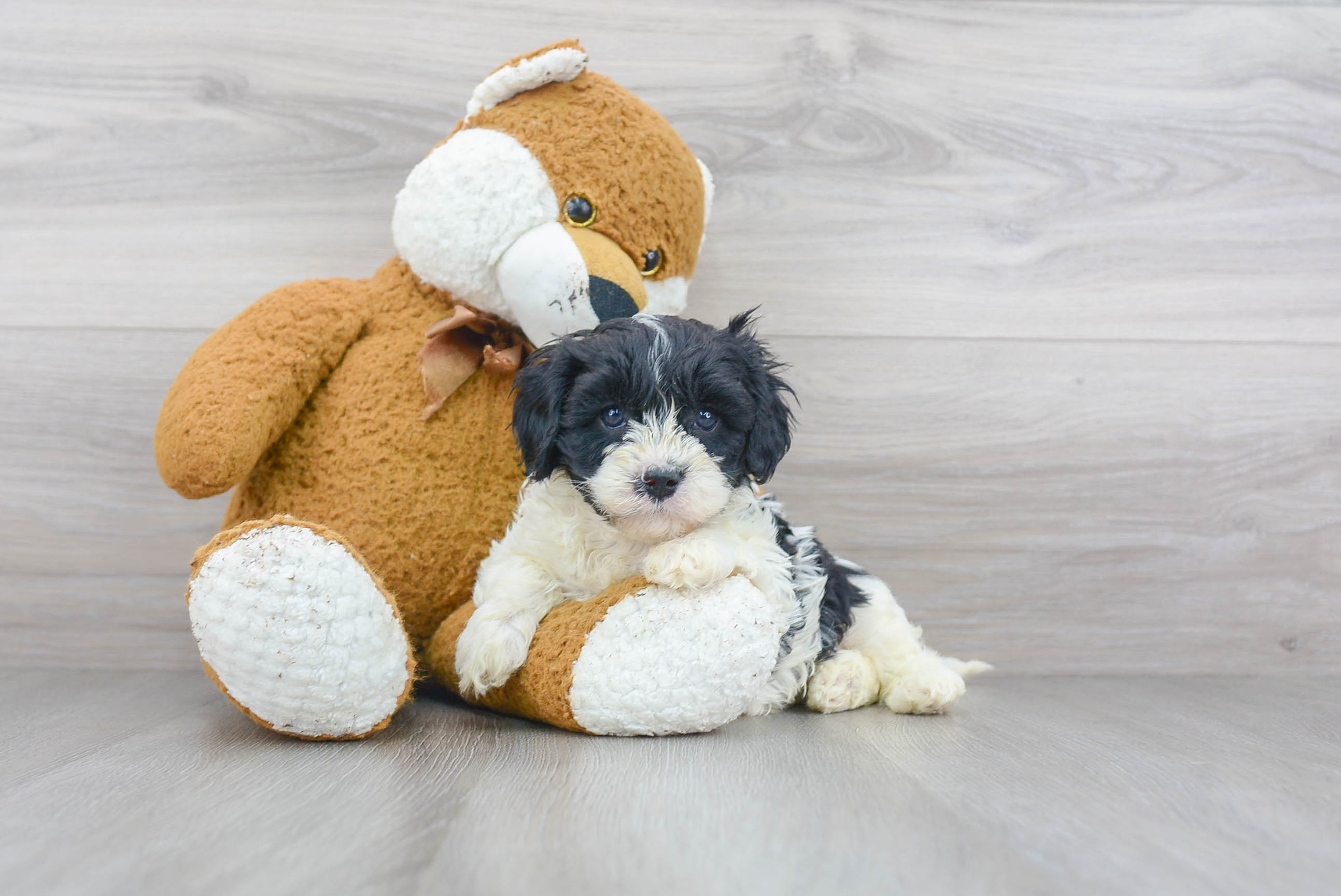 Cavapoo Pup Being Cute