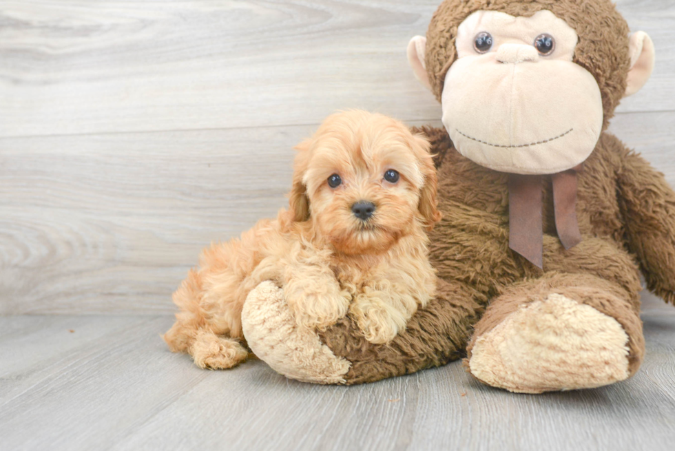 Cavapoo Puppy for Adoption