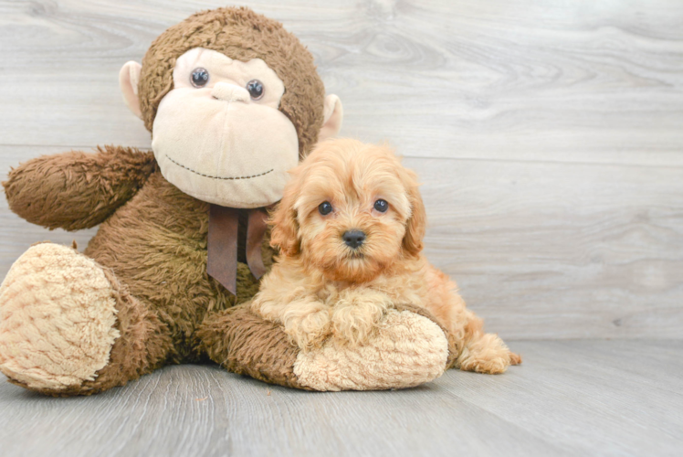 Energetic Cavoodle Poodle Mix Puppy