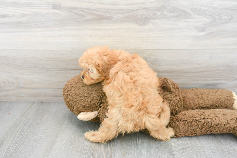 Petite Cavapoo Poodle Mix Pup
