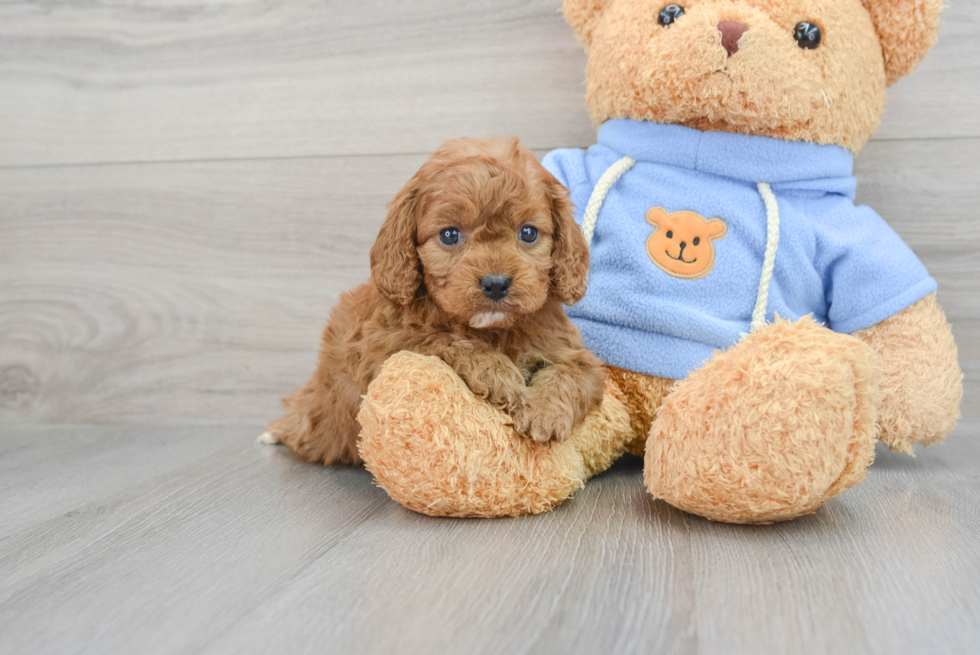 Playful Cavoodle Poodle Mix Puppy