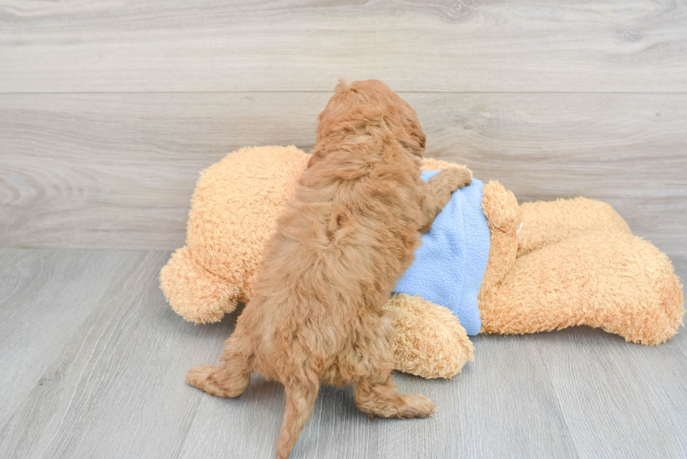 Cavapoo Puppy for Adoption