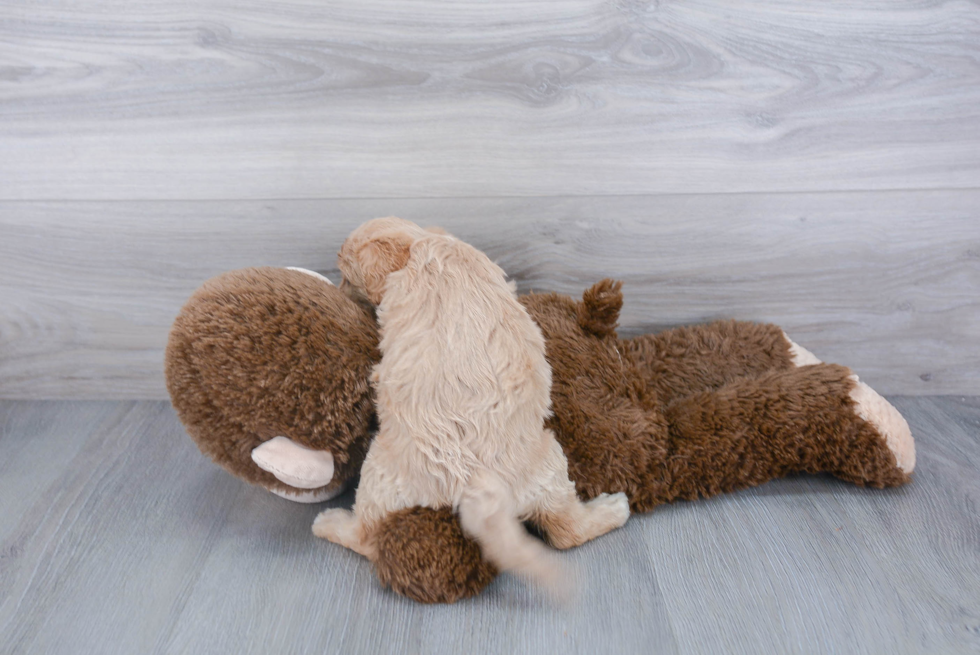 Cavapoo Puppy for Adoption