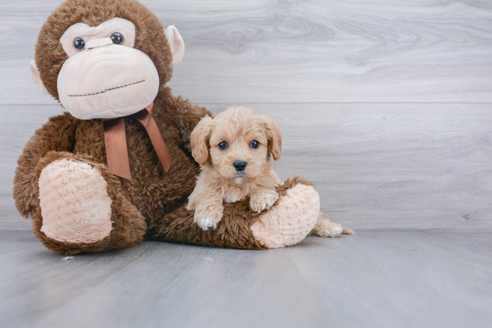 Little Cavoodle Poodle Mix Puppy