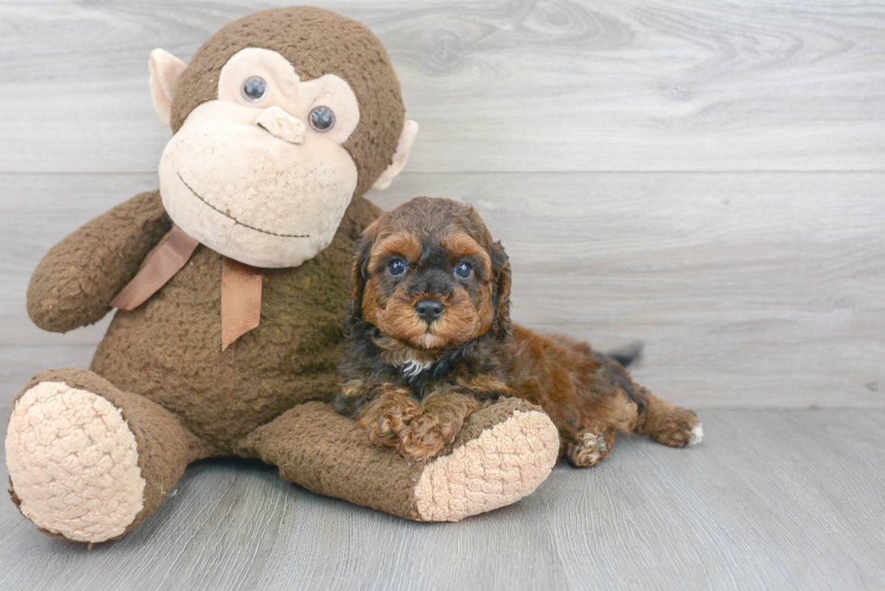 Friendly Cavapoo Baby