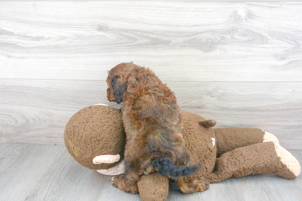 Hypoallergenic Cavoodle Poodle Mix Puppy