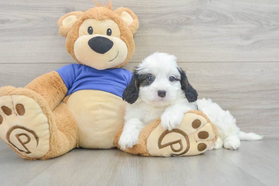 Cavapoo Pup Being Cute