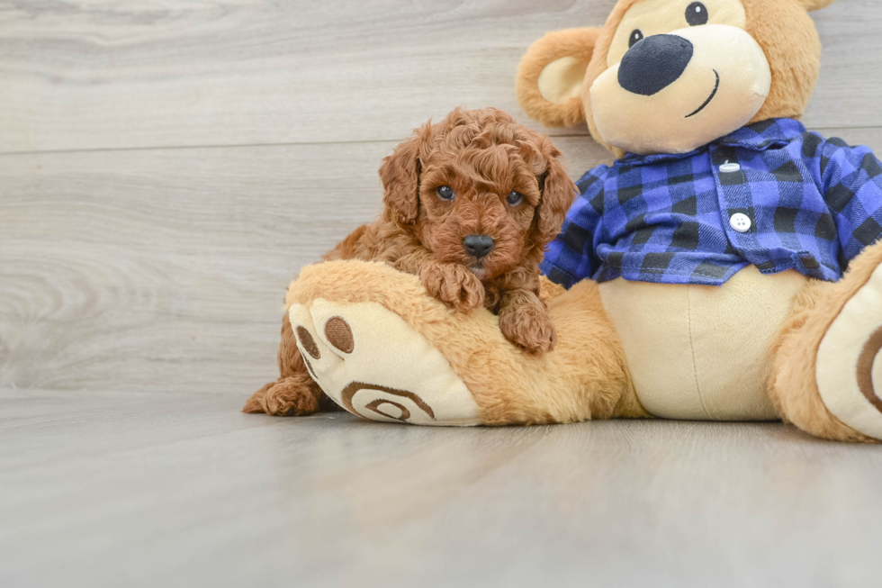 Funny Cavapoo Poodle Mix Pup