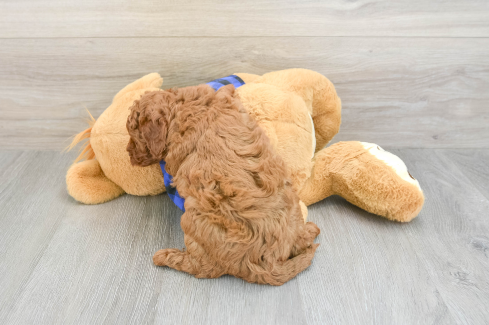 Friendly Cavapoo Baby