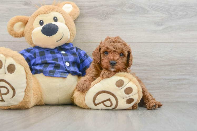 Cavapoo Puppy for Adoption