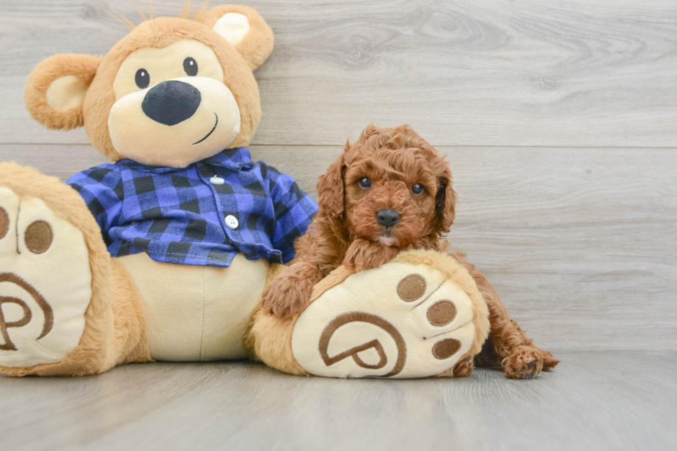 Cavapoo Puppy for Adoption