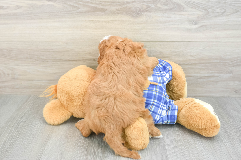 Fluffy Cavapoo Poodle Mix Pup